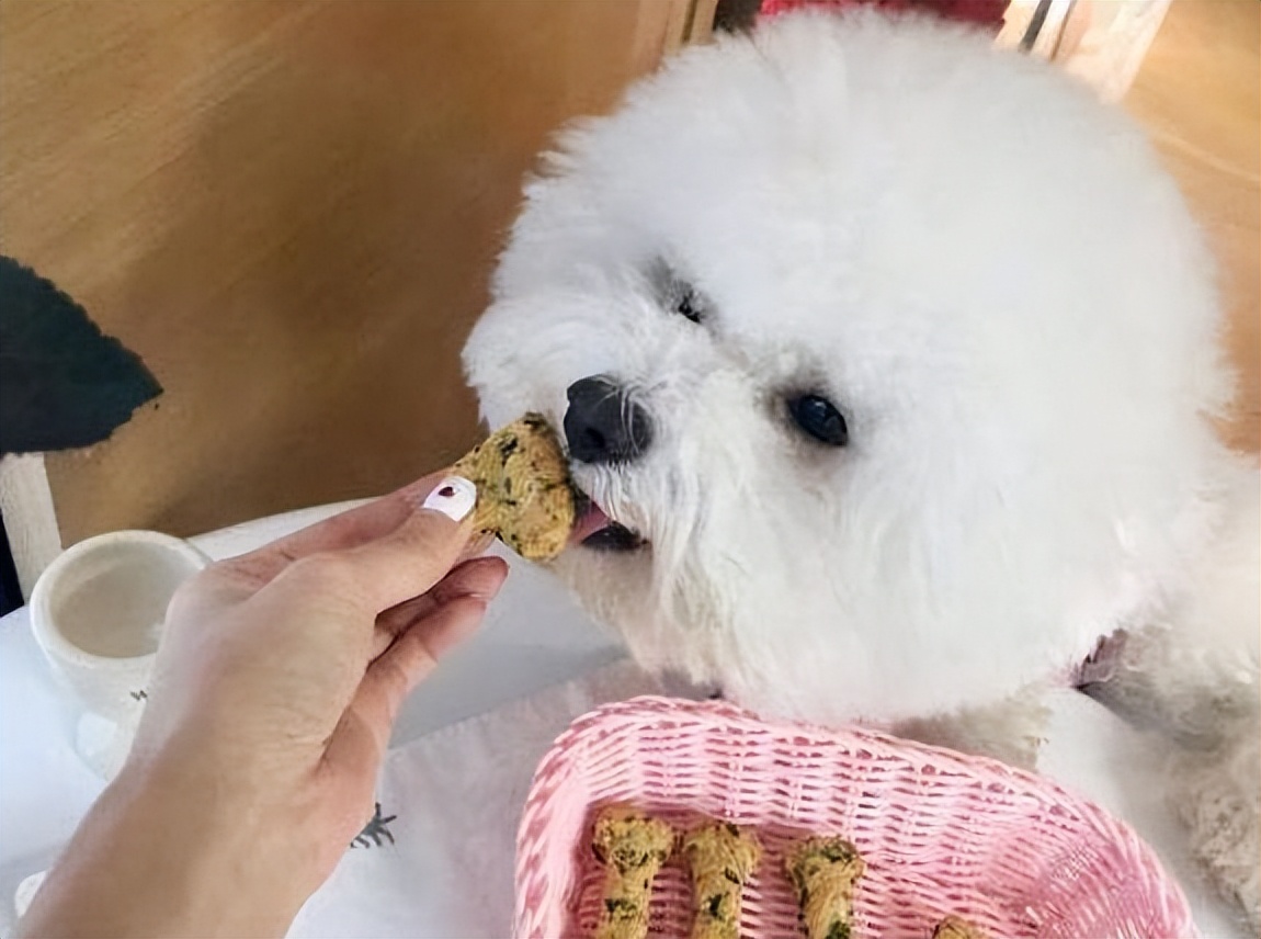 正在吃东西的比熊犬