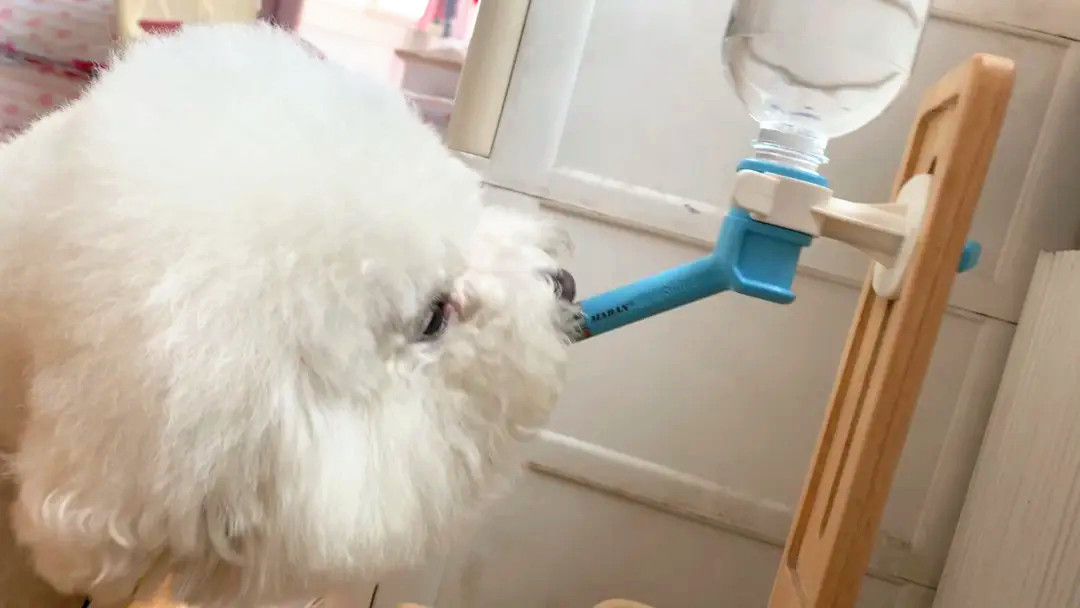 正在喝水的比熊犬