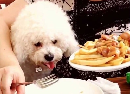 比熊犬比较喜欢吃哪些食物？