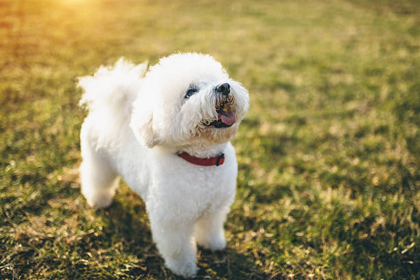 营养均衡状态下的比熊犬