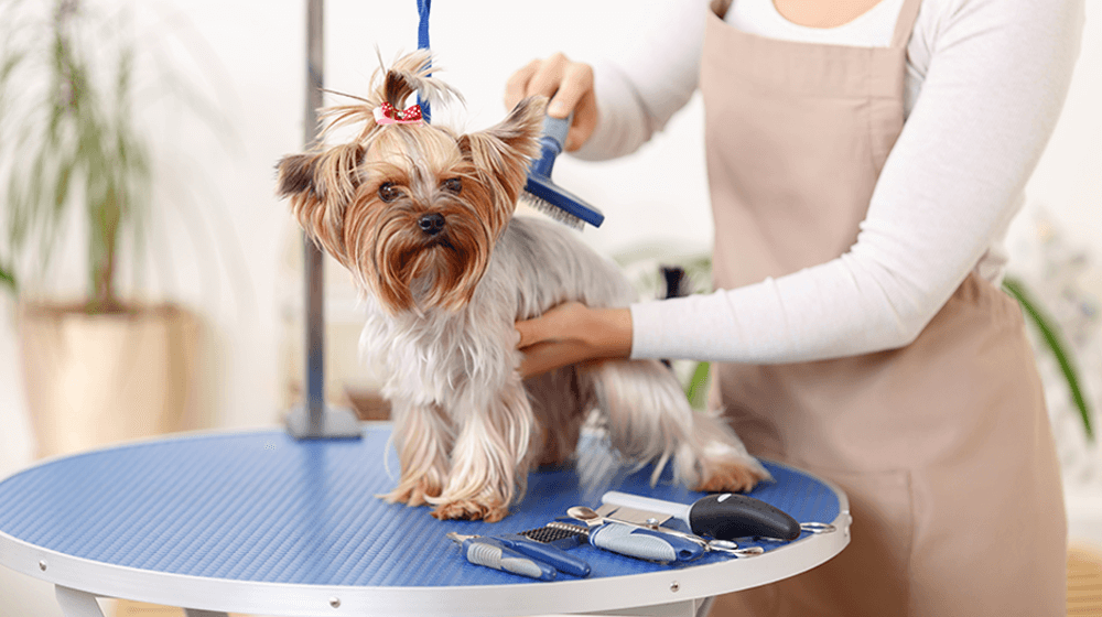 正在美容的约克夏梗犬