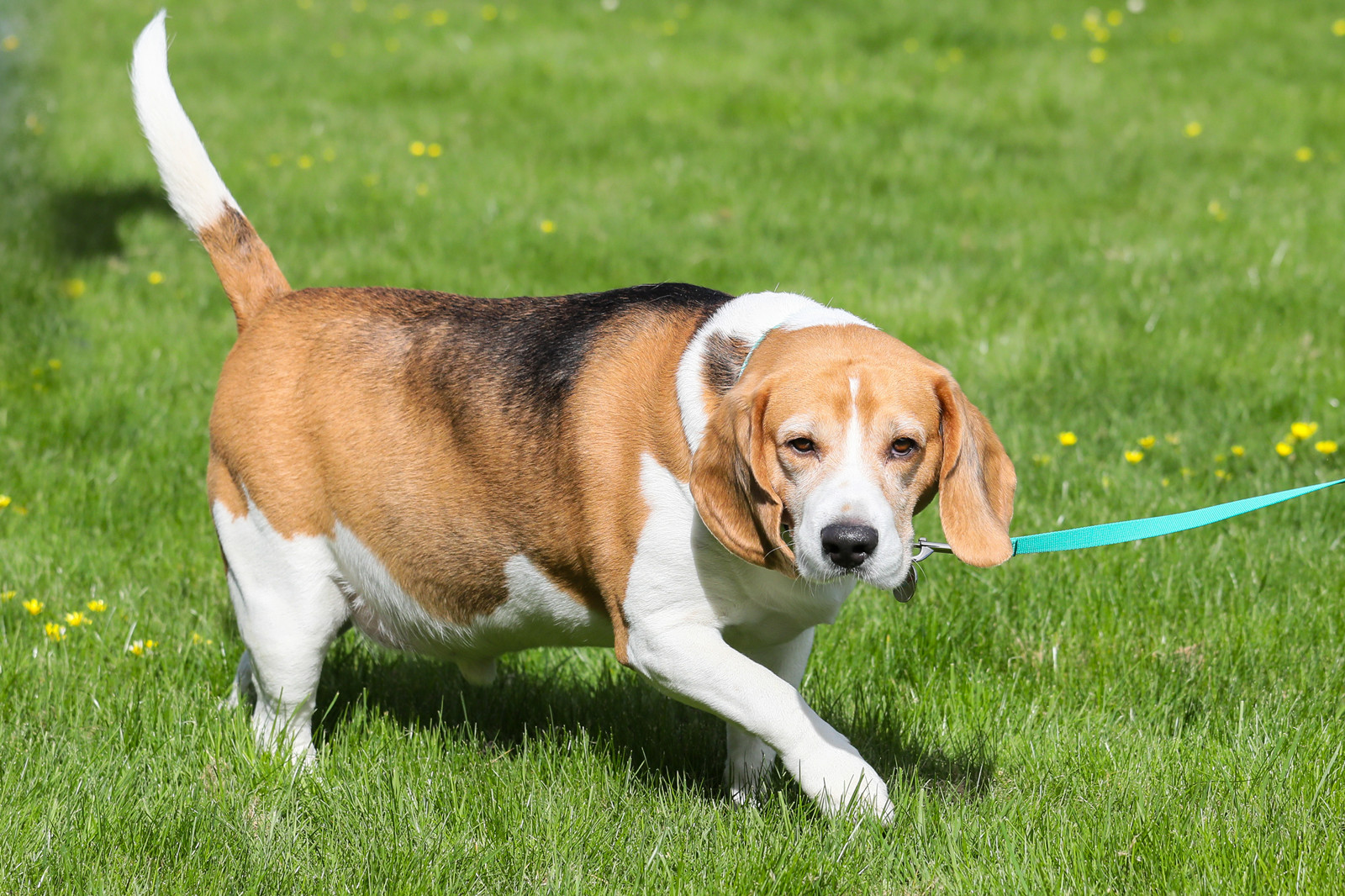 比格犬是否容易过度进食导致肥胖？