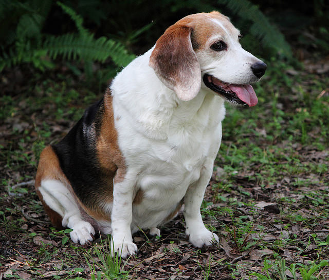 饮食过度的比格犬