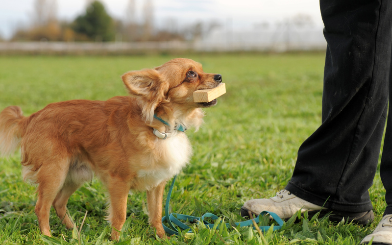 吉娃娃犬每天需要训练多久?
