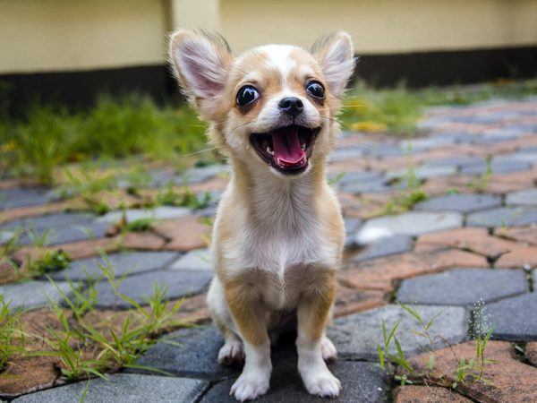 一只呆萌可爱的吉娃娃犬