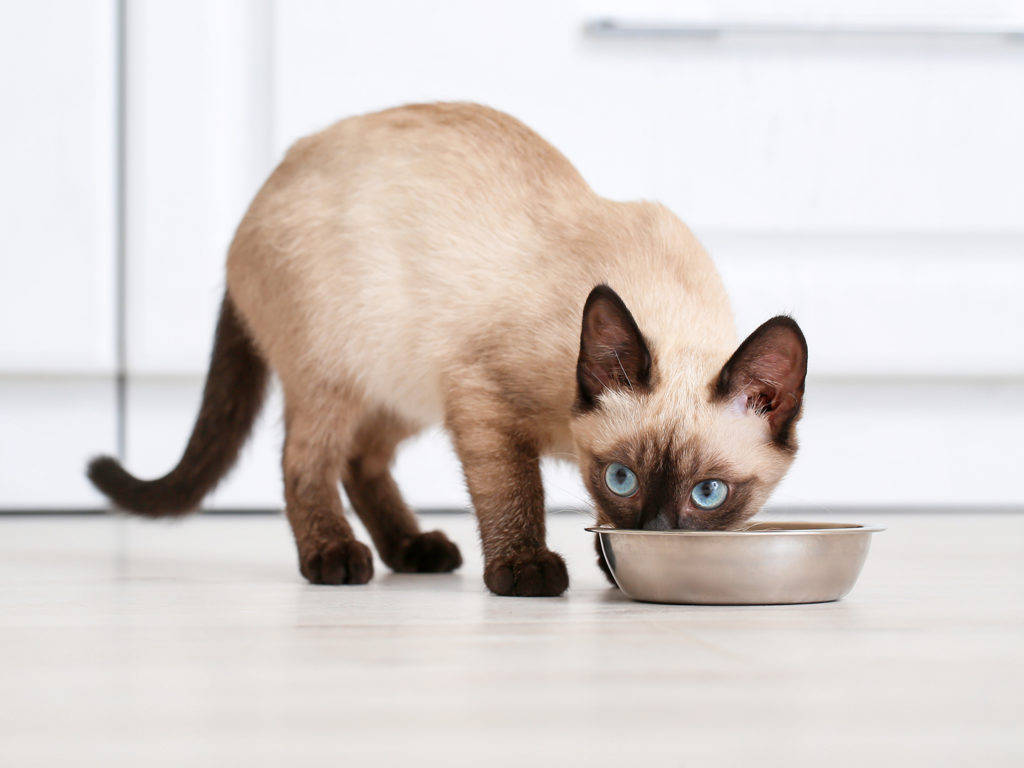 正在吃食物的暹罗猫