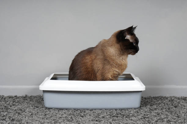 正在使用猫砂盆的暹罗猫