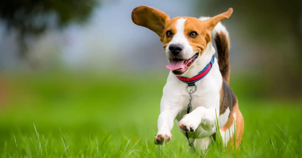 比格犬是否需要定期进行皮肤护理？