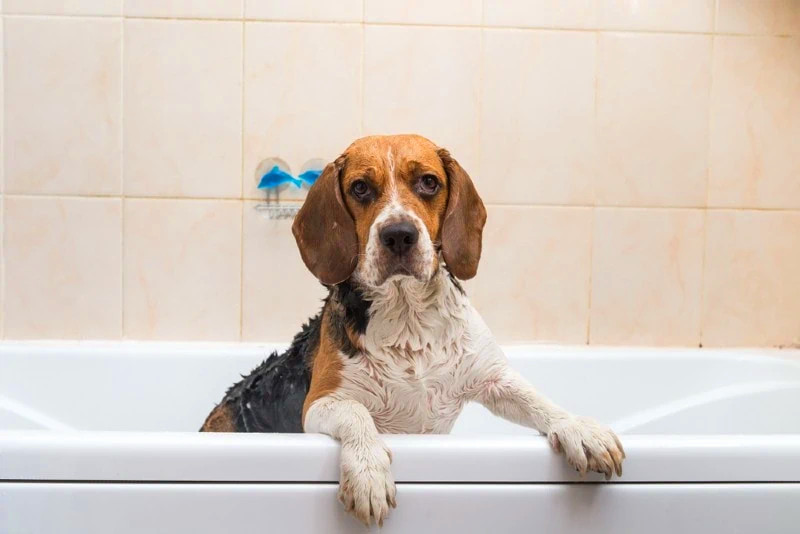 正在洗澡的比格犬