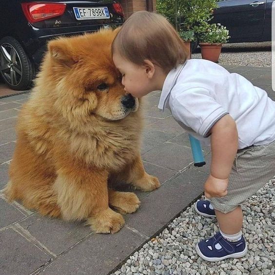 小孩与松狮犬互动