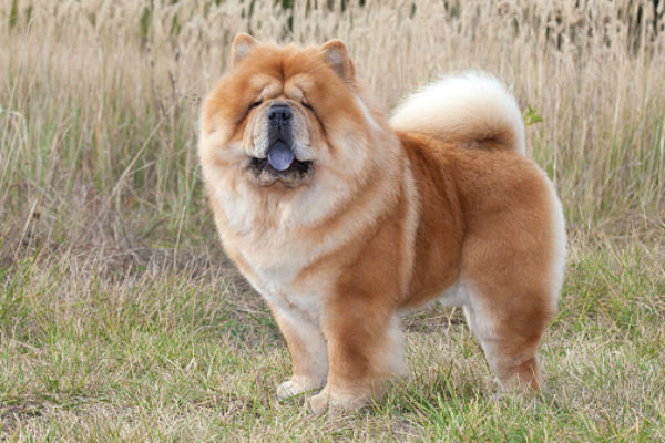松狮犬怎么训练不咬人？