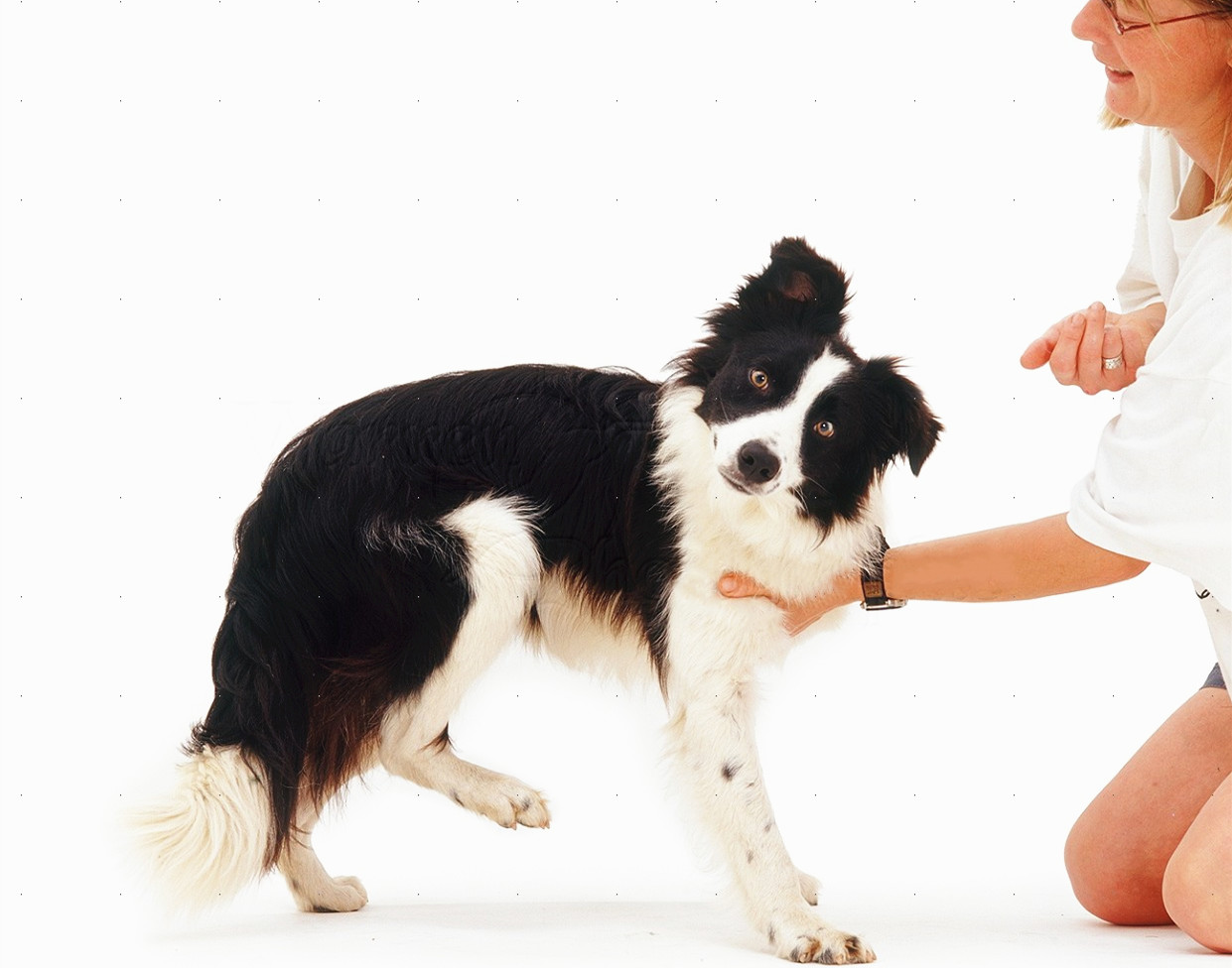 兽医正在给边境牧羊犬喂食寄生虫预防药物