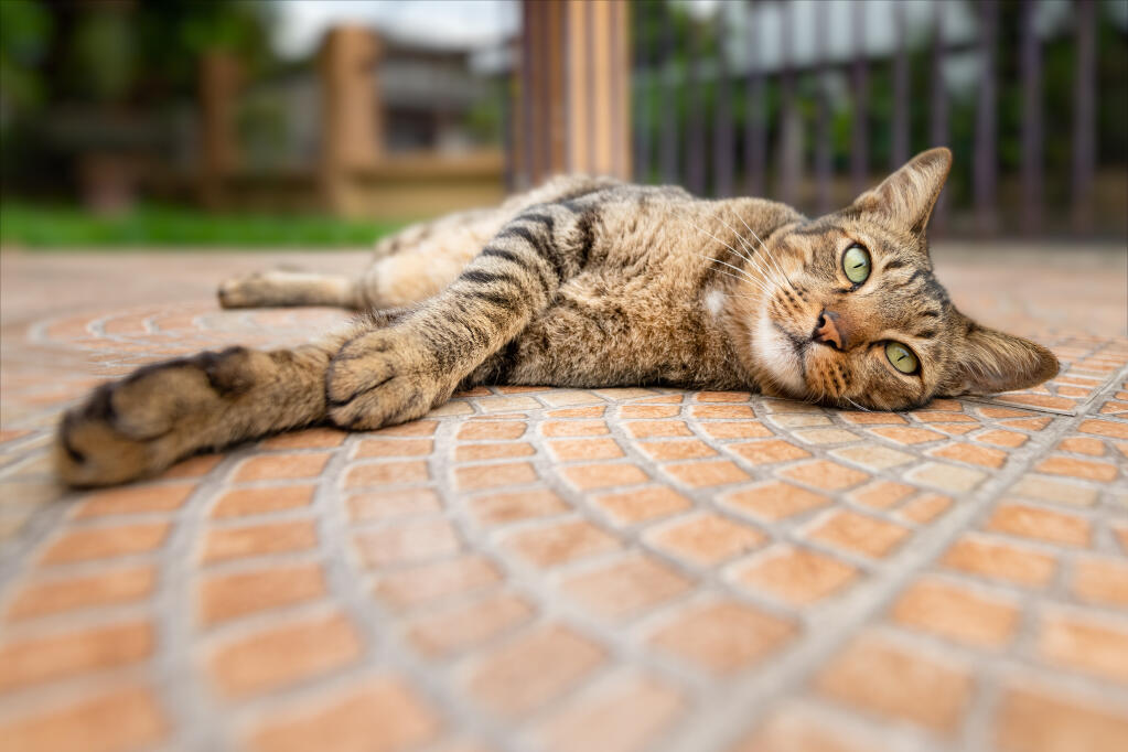 舒适环境下躺地上睡觉的狸花猫