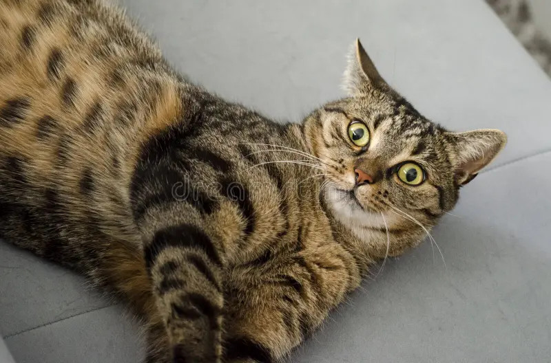 狸花猫野性要怎么驯服？