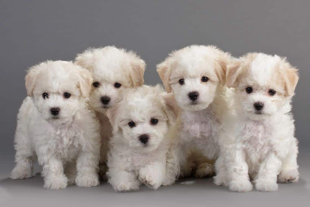 比熊犬的饮食和皮肤健康之间有什么关联？