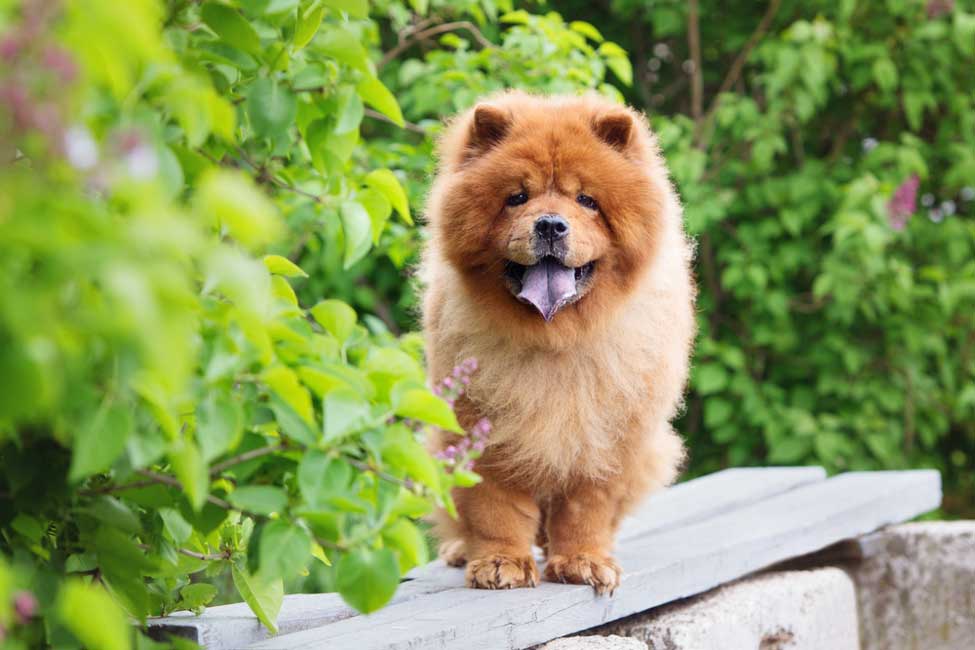 如何训练松狮犬不在家里乱叫？