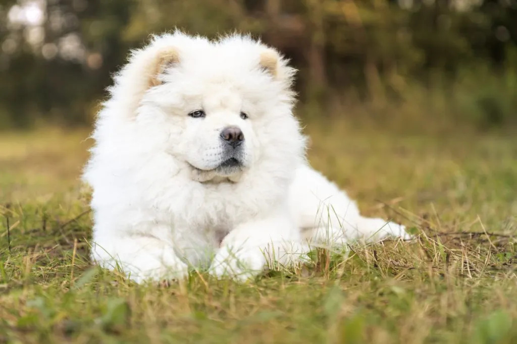 松狮犬是否需要定期剪指甲？