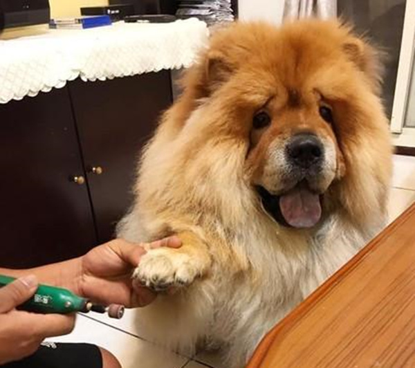 主人在给比熊犬修剪指甲