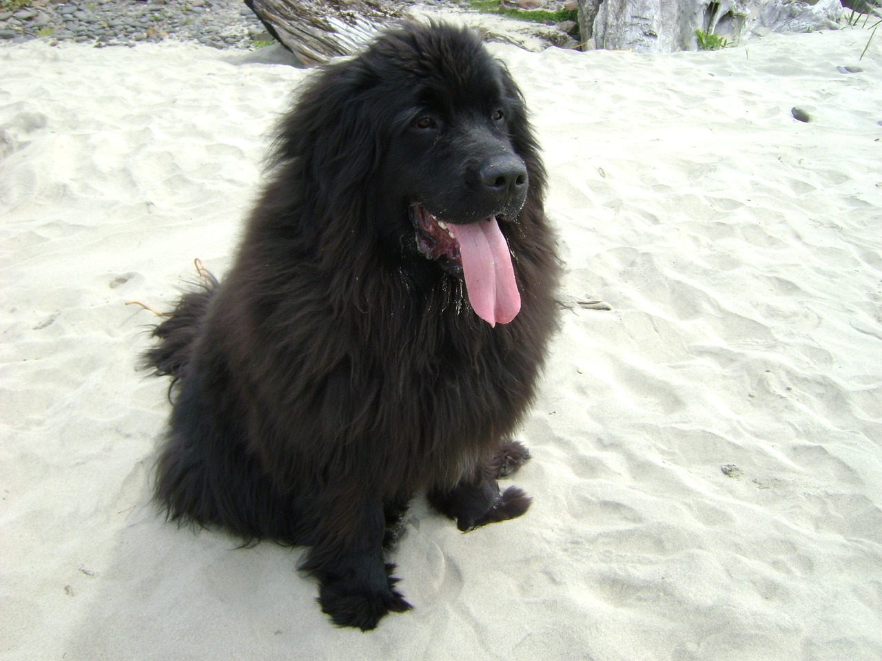 纽芬兰犬是否容易掉毛？