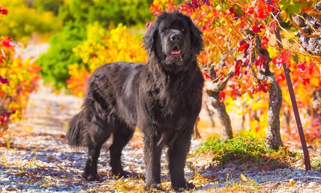 健康强壮的成年纽芬兰犬