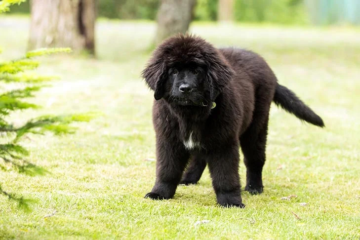 纽芬兰犬是否容易患疾病？
