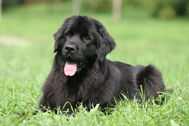 健康的纽芬兰犬幼犬