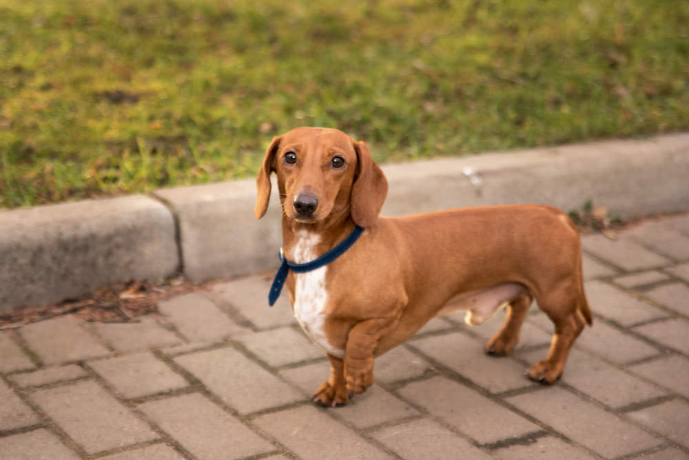达克斯猎犬是否容易患白内障？