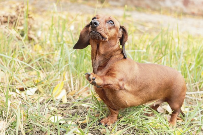 健康的达克斯猎犬