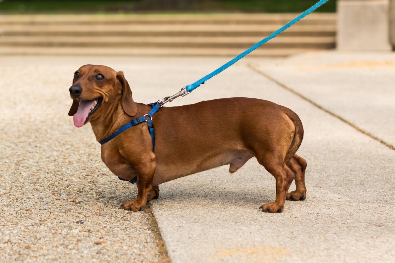 接受户外锻炼的达克斯猎犬