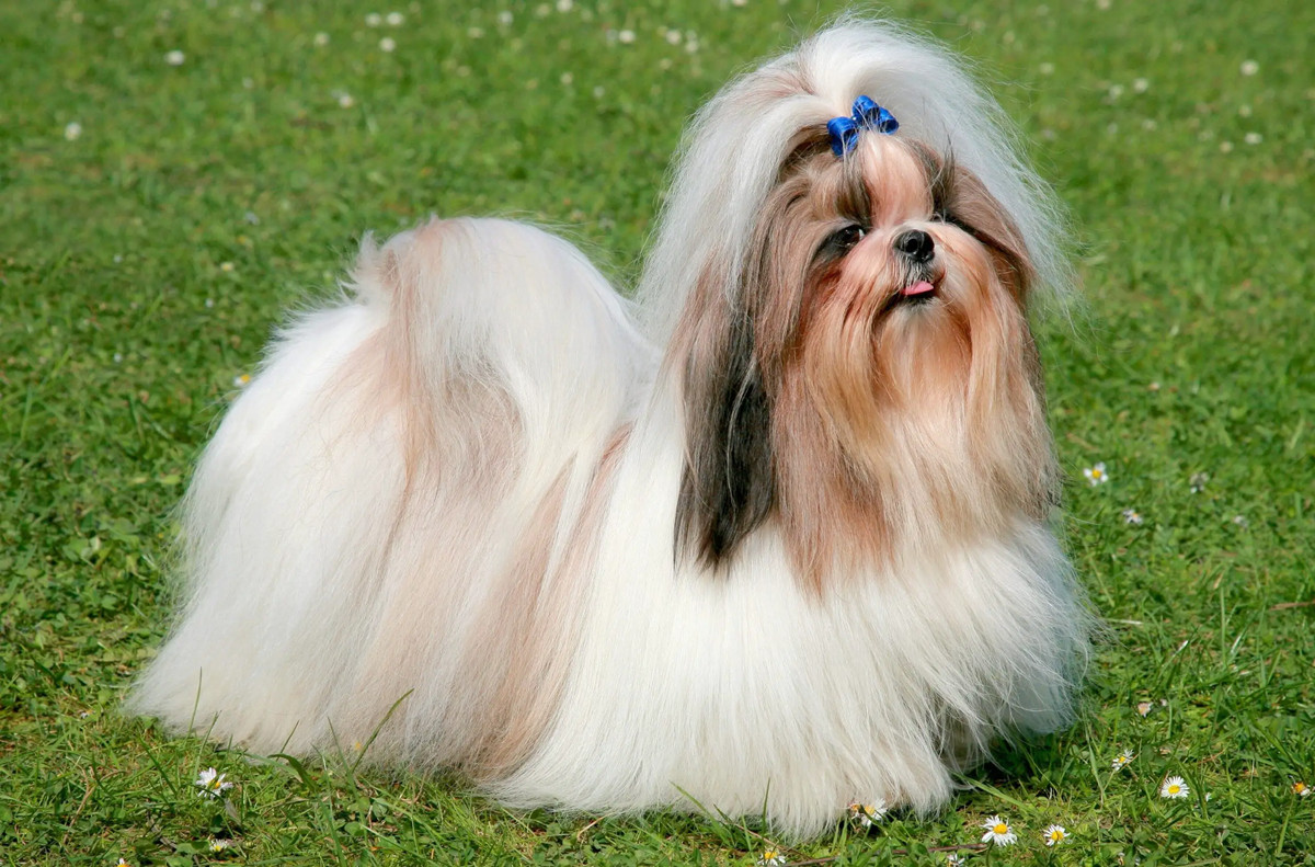 在户外运动的西施犬