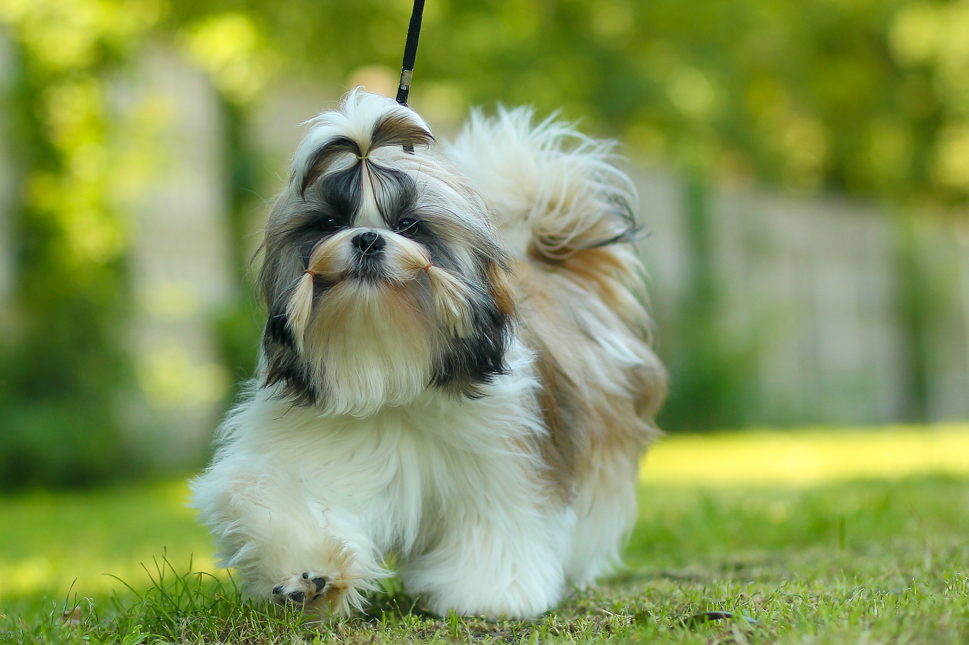 主人陪西施犬出去训练