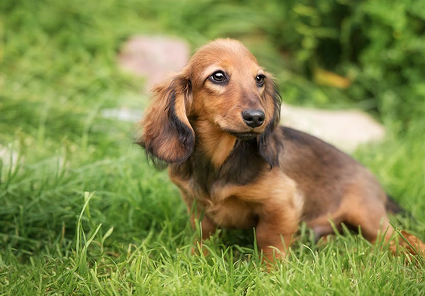 腊肠幼犬怎么喂养？