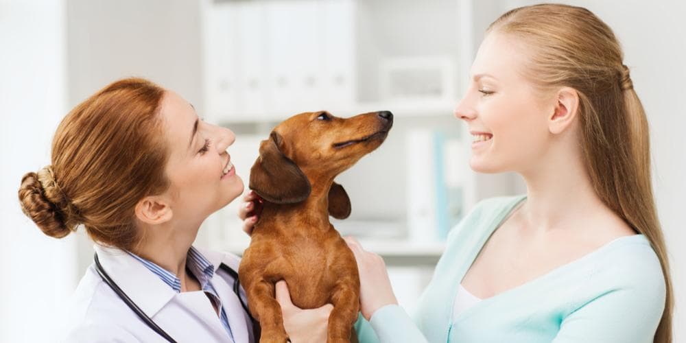 腊肠犬容易得什么病？