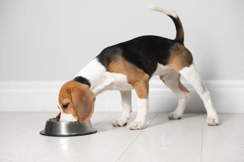 正在吃食物的比格犬