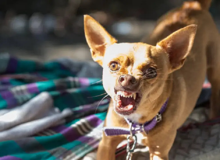 怎样训练吉娃娃犬不攻击其他狗？