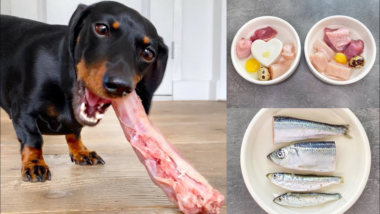 腊肠犬是否容易患消化问题呢？