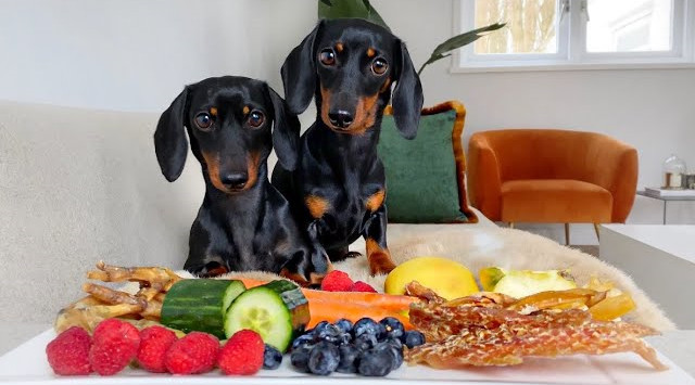 达克斯猎犬与它的食物
