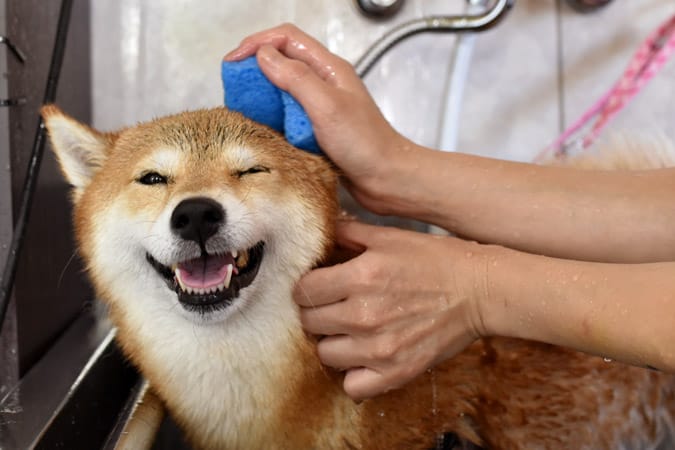 主人在给柴犬做耳朵清洁