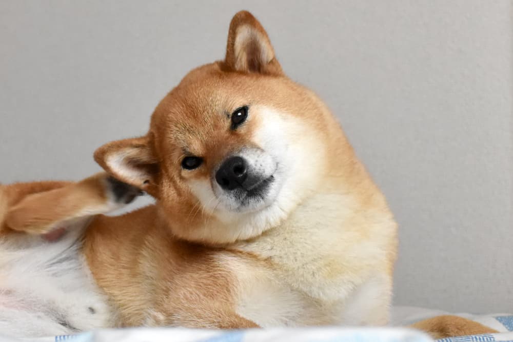 用脚给耳朵挠痒的柴犬