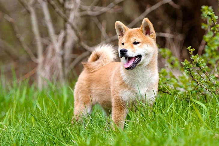 如何处理柴犬的皮肤问题？