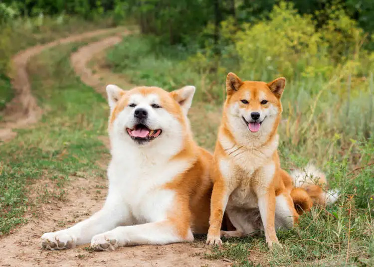 柴犬会掉毛吗？