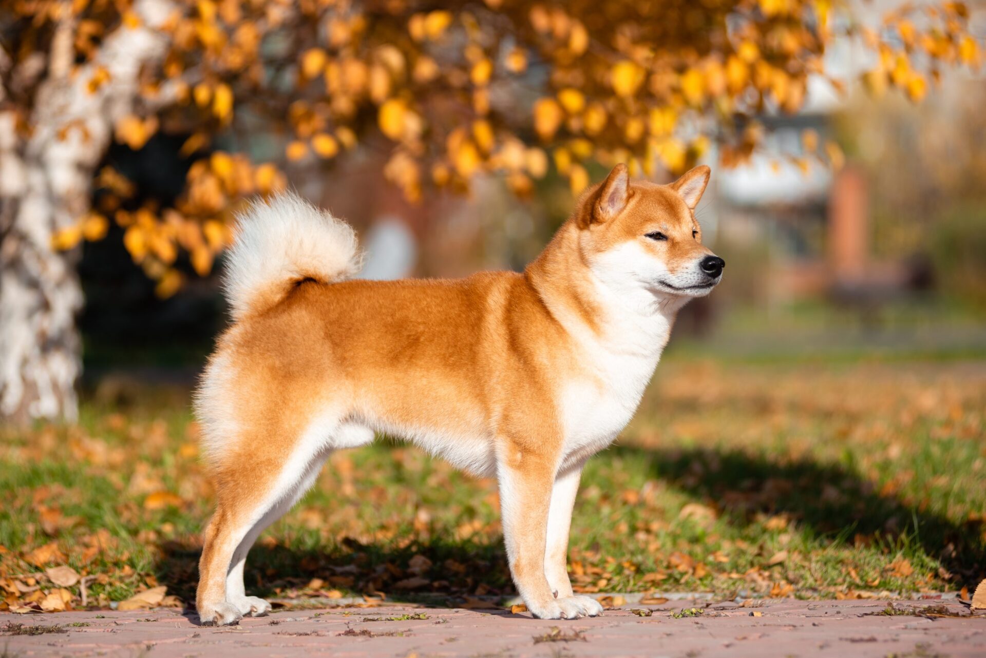 掉毛季节在野外活动的柴犬