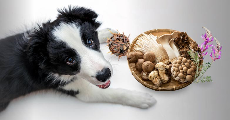 获得食物奖励的边境牧羊犬