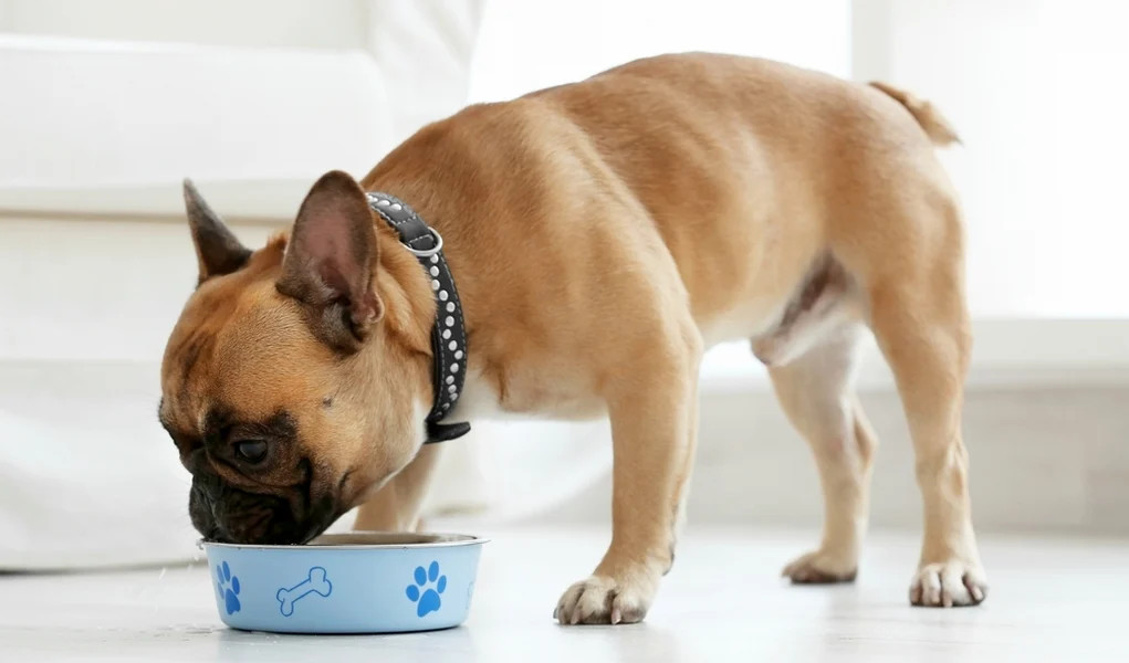 真正吃食物的法国斗牛犬