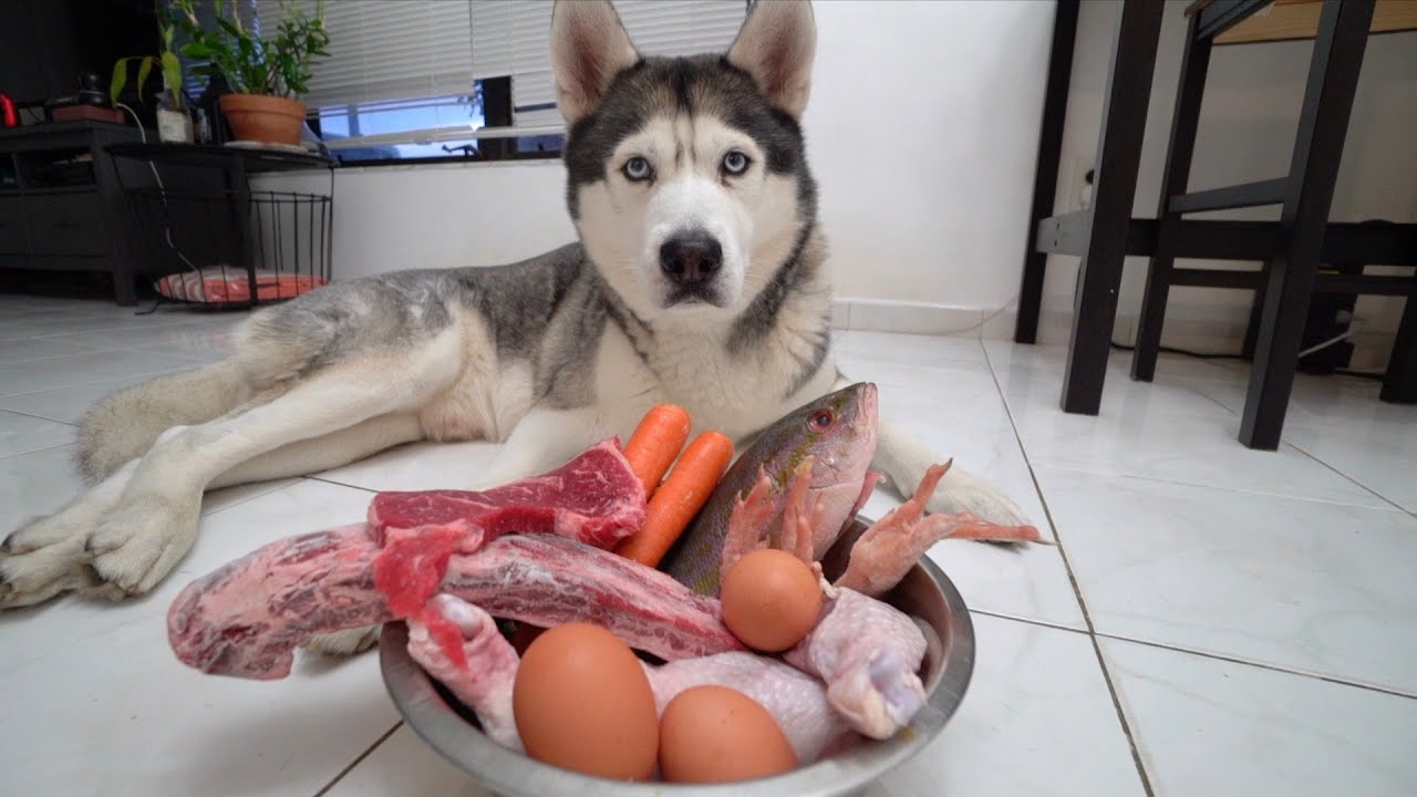哈士奇犬吃东西不消化怎么办？