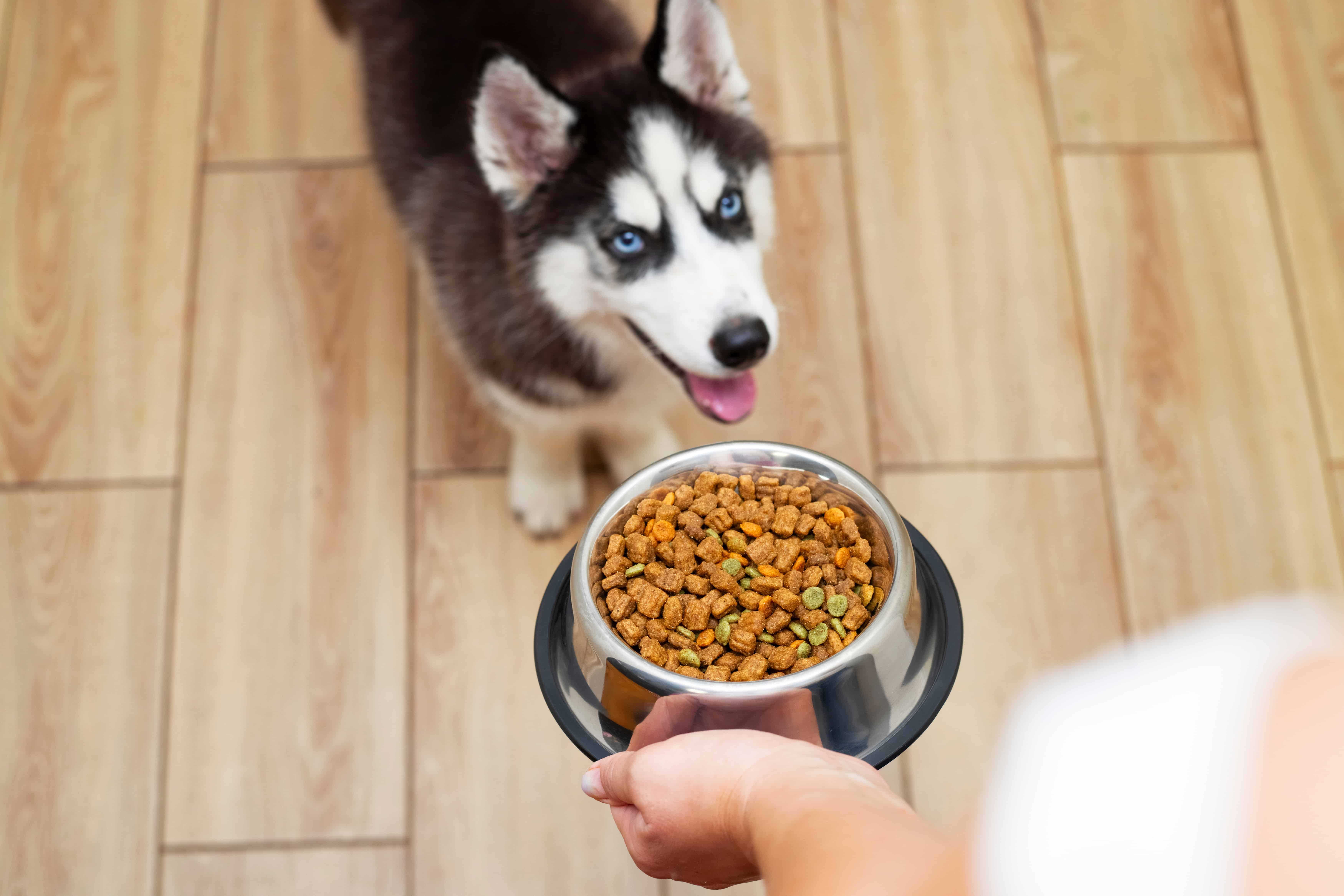 正准备吃饭的哈士奇犬