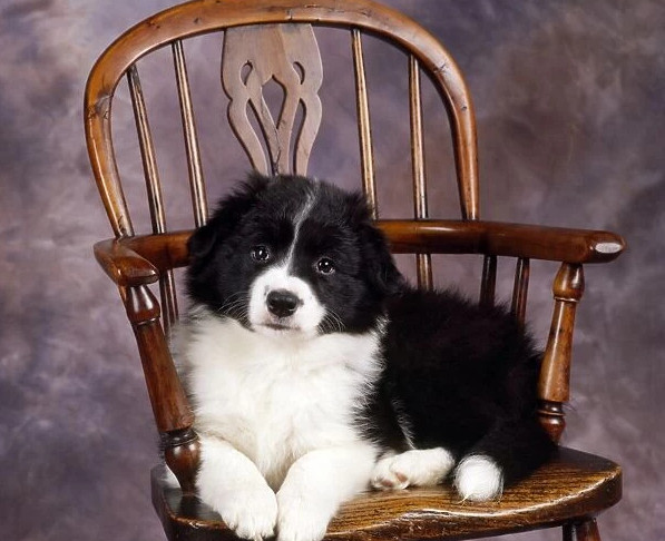 如何训练边境牧羊犬不乱啃家具？