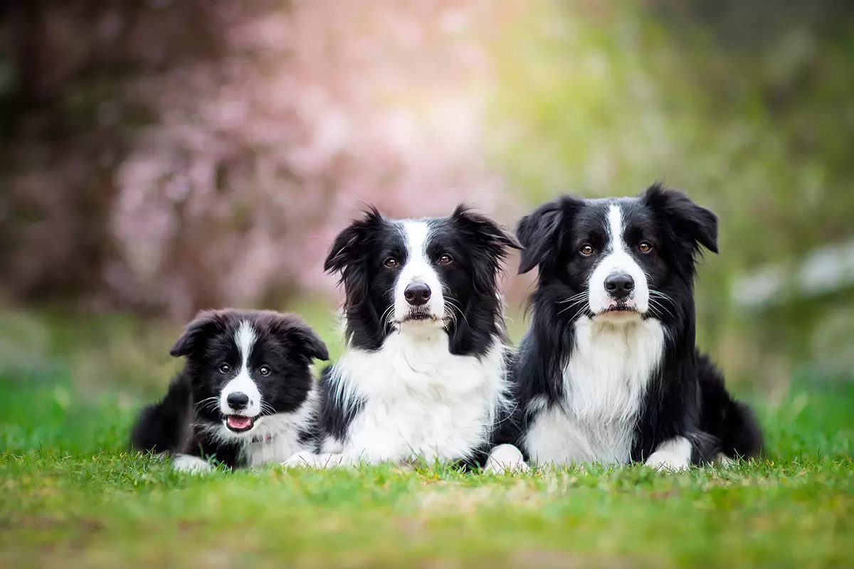 三只边境牧羊犬在一起互动