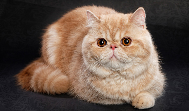 加菲猫怎么训练才听话？