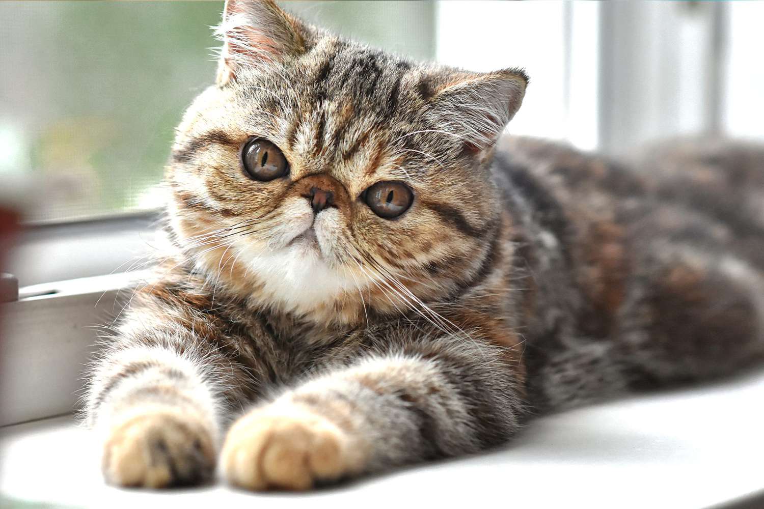训练后趴在窗前休息的加菲猫
